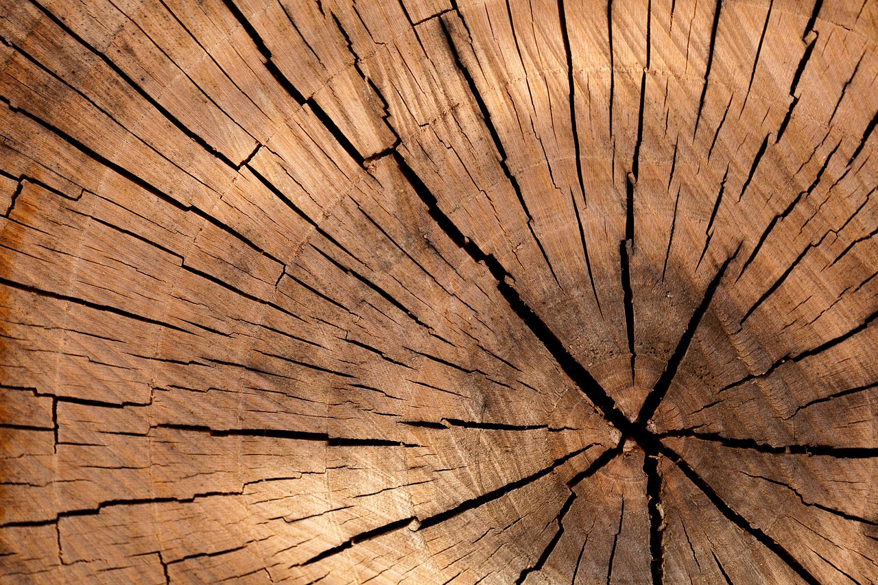 Cut sections of a tree trunk stacked on the ground after a removal