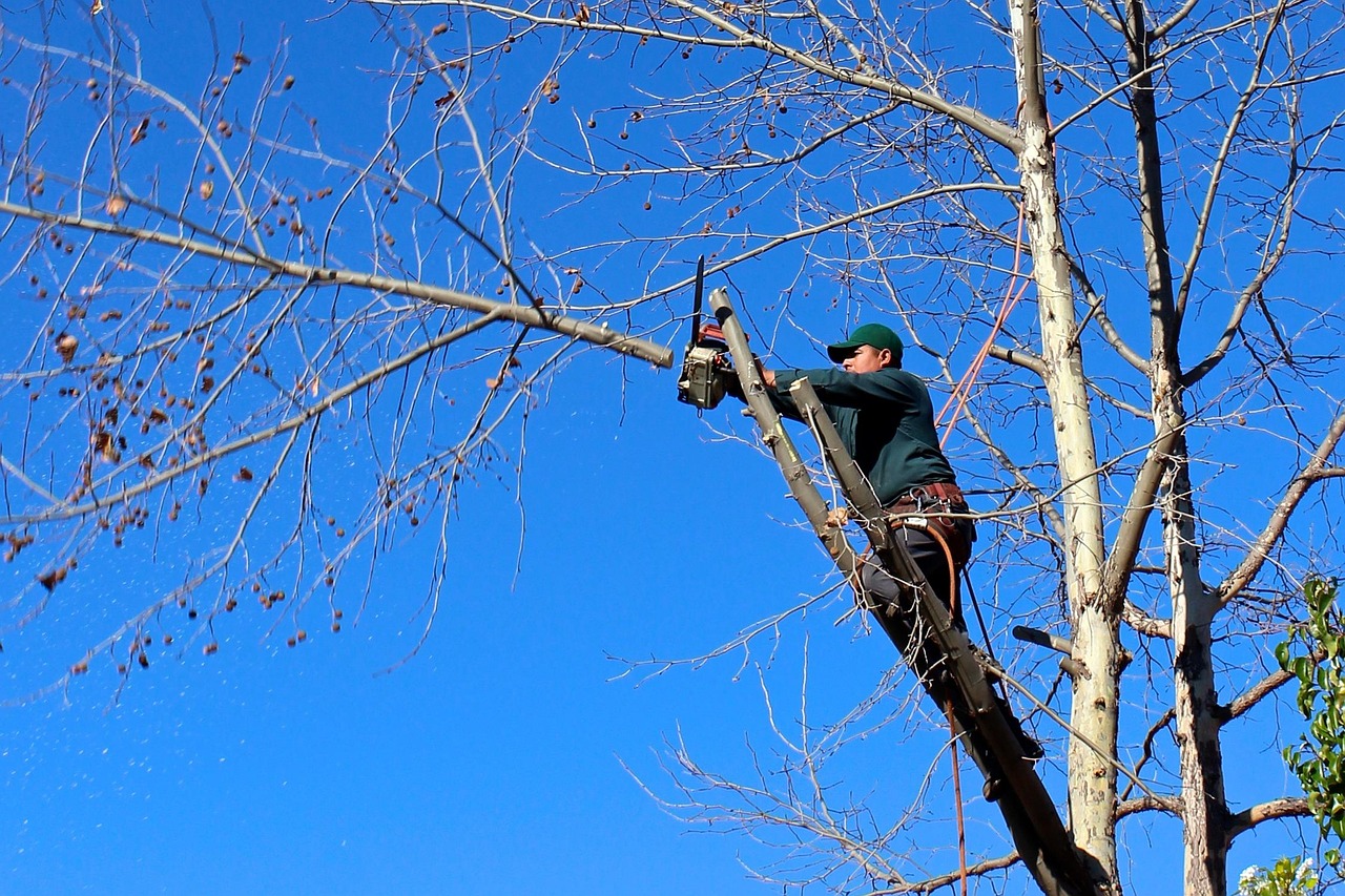 Tree worker on a ladder cutting branches from a tall backyard tree