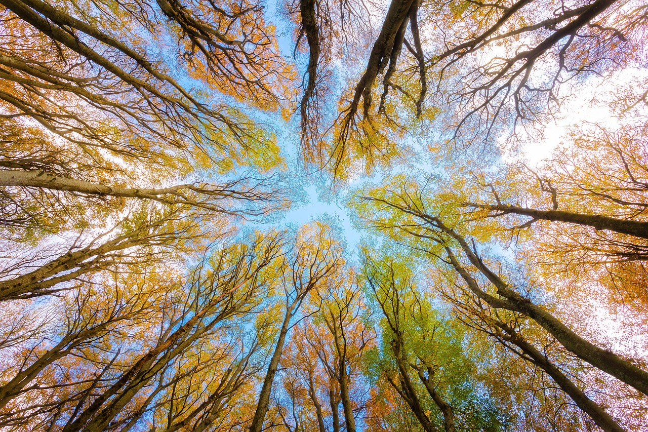 Freshly thinned tree canopy against a clear blue sky
